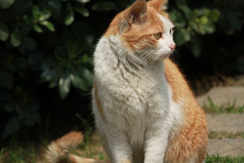 小区流浪猫